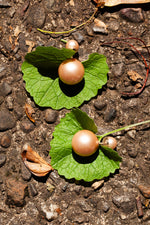CHRISTIAN DIOR Tribale Earrings Pearls